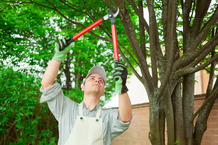 Tree Work